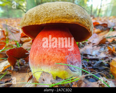 Fliegenpilz Satans Rohr oder sogar satanische Pilz im Wald Stockfoto