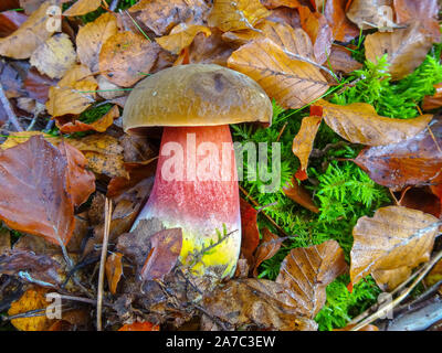 Fliegenpilz Satans Rohr oder sogar satanische Pilz im Wald Stockfoto