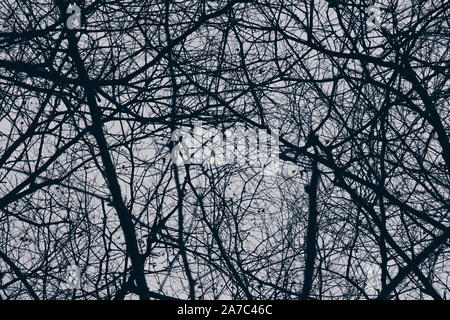 Silhouette toter Baum und Niederlassungen in den gruseligen Wald am scary Nacht. Natur und Halloween Horror Hintergrund Stockfoto