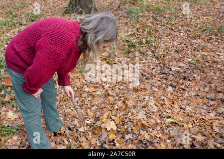 Reife Frau in Strickwaren sieht für die Ernte im Herbst Wald. Mädchen mit Stick sucht gelbes Laub für Pilze, Beeren, Nüsse. Saisonale harv Stockfoto