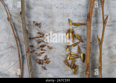 Vergleich der Knospen von Zitterpappel (links) und Balsampappel (rechts). Zitterpappel, Pappel, Zitter-Pappel, Espe, Aspe, Knospen, Knospe, Populus tr Stockfoto