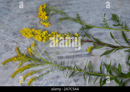 Bewertungsplattform Kanadische Goldrute (unten), Echte Goldrute (Mitte) und Jakobsgreiskraut (oben). Goldrute, Echte gewöhnliche Goldrute, Solidago virgaurea, E Stockfoto