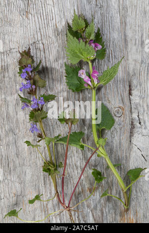 Vergleich zwischen Gundermann und Taubnessel. Gewöhnlicher Gundermann, Efeublättriger Gundermann, Glechoma hederacea, Alehoof, Efeu, Lierre Terr Stockfoto