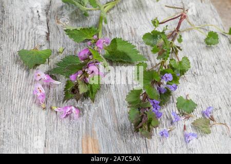 Vergleich zwischen Gundermann und Taubnessel. Gewöhnlicher Gundermann, Efeublättriger Gundermann, Glechoma hederacea, Alehoof, Efeu, Lierre Terr Stockfoto