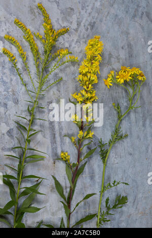 Bewertungsplattform Kanadische Goldrute (links), Echte Goldrute (Mitte) und Jakobsgreiskraut (rechts). Goldrute, Echte gewöhnliche Goldrute, Solidago virgaurea, Stockfoto