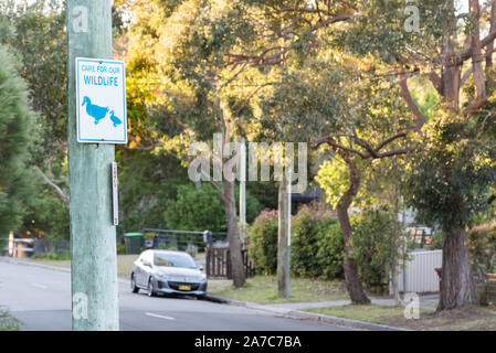 Ein Zeichen, das auf einen Strommast in der südlichen Vorstadt von Sydney Bundeena warnen zu schauen und sich für die Tierwelt in der Umgebung Stockfoto