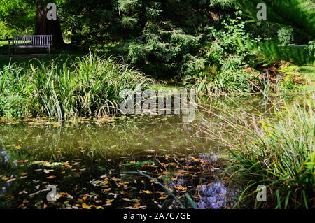 Idyllischen Teich mit schwebenden Herbst Blätter und Gräser und Bäume am Ufer Stockfoto