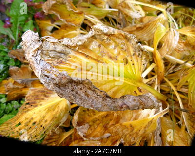 Verdorrt und gewellte hosta Blätter Stockfoto