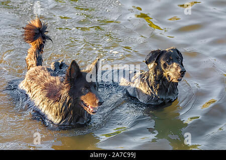 Hund Spaß in einem Fluss Stockfoto