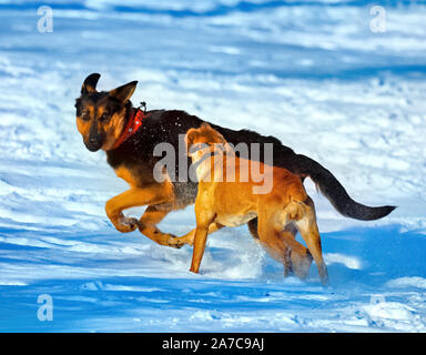 Hunde im Schnee spielen Stockfoto