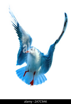 Isolierte flying gemeinsamen Möwe auf weißen Hintergrund. Stockfoto