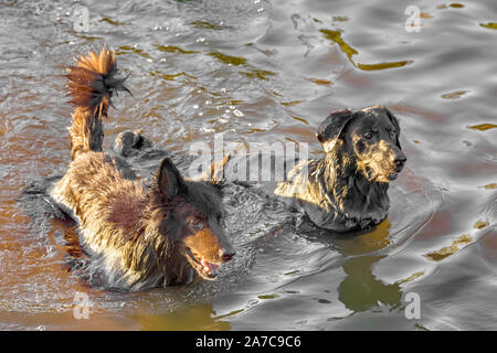 Hund Spaß in einem Fluss Stockfoto