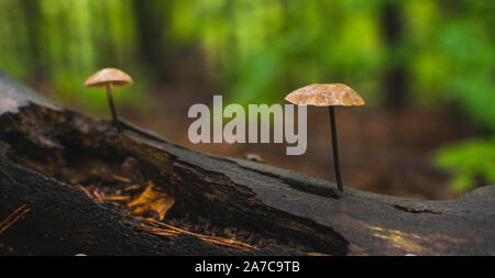 Elegant Pilze wachsen von Baumstamm in feuchten Wäldern. Stockfoto