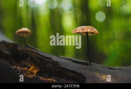 Elegant Pilze wachsen von Baumstamm in feuchten Wäldern. Stockfoto