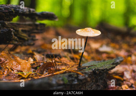 Elegant Pilze wachsen von Baumstamm in feuchten Wäldern. Stockfoto