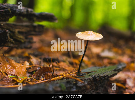 Elegant Pilze wachsen von Baumstamm in feuchten Wäldern. Stockfoto