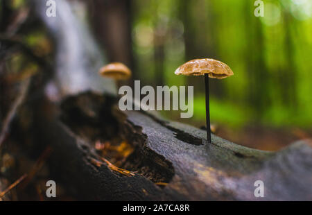 Elegant Pilze wachsen von Baumstamm in feuchten Wäldern. Stockfoto