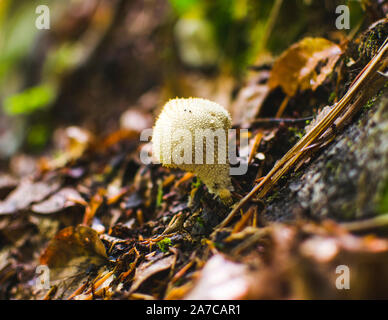 Paar gemeinsame Bovisten wachsen aus Moos. (Lycoperdon perlatum). Stockfoto