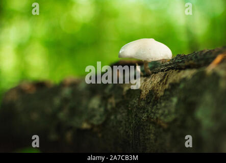 Porzellan (Oudemansiella mucida Pilze) auf einem Baumstamm in einem Wald. Stockfoto