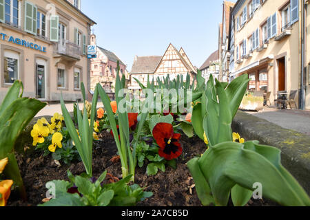 Eguisheim, Frankreich - 24. März 2019: Straße mit Fachwerkhäuser mittelalterlichen Häuser in Eguisheim Dorf an der berühmten Weinstraße im Elsass. Stockfoto