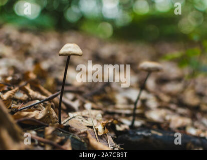 Elegant und Pilze in nassen, verregneten Wald an regnerischen Tag mit Bokeh im Hintergrund. Stockfoto