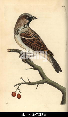 House sparrow, Passer Domestica. Illustration gezeichnet von George Shaw. Papierkörbe Kupferstich von George Shaw und Frederick nodder's" des Naturforschers Miscellany", London, 1798. Die meisten der 1.064 Abbildungen von Tieren, Vögeln, Insekten, Krebstiere, Fische, Meerestiere und mikroskopischen Geschöpfe wurden von George Shaw und Frederick Nodder und Richard Nodder, und gravierte ausgearbeitet und von den Nodder Familie veröffentlicht. Friedrich zeichnete und gravierte viele Der kupferstiche bis zu seinem Tod um 1800, und Sohn Richard (17741823) war verantwortlich für die Platten RN oder RPN unterzeichnet. Richard bei t ausgestellt Stockfoto