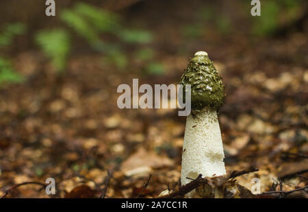 Phallus impudicus Linné im Wald. Foto hat in der natürlichen Umwelt ergriffen wurden. Stockfoto