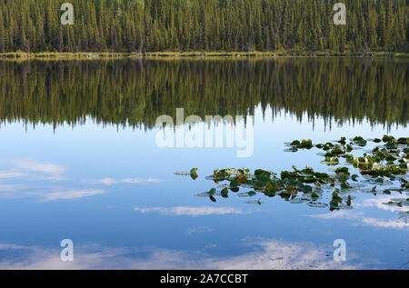 Reflexionen von Bäumen und Wolken am Abend Licht auf der Oberfläche des Tex Smith Lake, zusammen mit einigen Seerosen und dichten Wald am Seeufer. Stockfoto