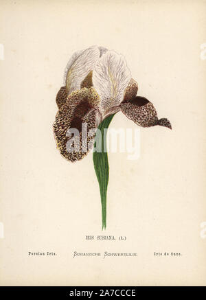 Persische Iris, Iris susiana, ursprüngliche Form in der Wildnis ausgestorben, vielleicht noch als Iris sofarana. Chromolithograph eines botanischen Illustration von Hannah Zeller aus Ihrem eigenen wilden Blumen des Heiligen Landes", James Nisbet, London, 1876. Hannah Zeller (1838-1922) war ein Schweizer Missionar, der in der Nähe von Nazareth seit vielen Jahren botanized. Stockfoto