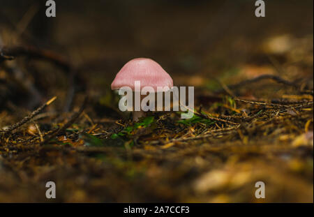 Schöne rosa Pilz in immergrünen Wald wächst. Stockfoto
