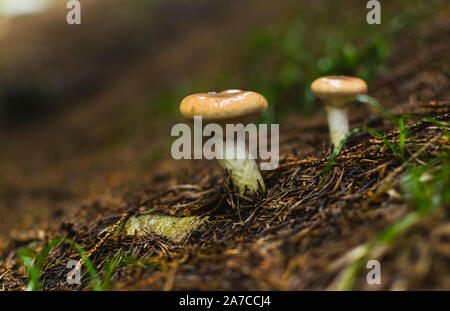 Zwei braune Pilze wachsen in den Wald. Stockfoto