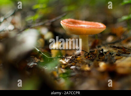 Single Pilz im Wald wachsen. Stockfoto