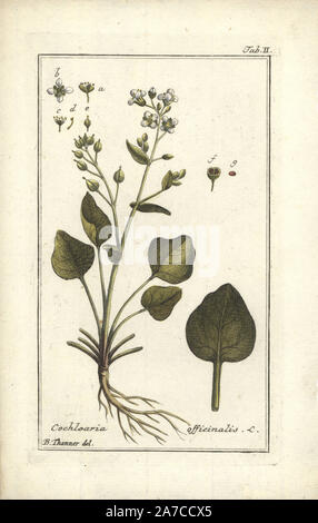 Scurvygrass, Cochlearia officinalis. Papierkörbe Kupferstich aus einer Zeichnung von B. Thanner von Johannes Zorn's 'Icones plantarum medicinalium", Deutschland, 1796. Zorn (1739-99) war ein deutscher Apotheker und Botaniker waren in ganz Europa unterwegs, auf der Suche nach Heilpflanzen. Stockfoto