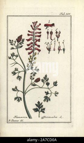 Fumitory, Fumaria officinalis. Papierkörbe Kupferstich aus einer Zeichnung von B. Thanner von Johannes Zorn's 'Icones plantarum medicinalium", Deutschland, 1796. Zorn (1739-99) war ein deutscher Apotheker und Botaniker waren in ganz Europa unterwegs, auf der Suche nach Heilpflanzen. Stockfoto