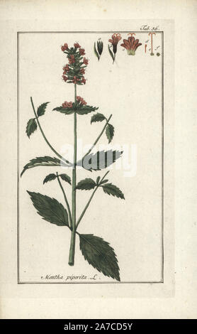 Pfefferminze, Mentha Piperita. Papierkörbe Kupferstich von Johannes Zorn's 'Icones plantarum medicinalium", Deutschland, 1796. Zorn (1739-99) war ein deutscher Apotheker und Botaniker waren in ganz Europa unterwegs, auf der Suche nach Heilpflanzen. Stockfoto