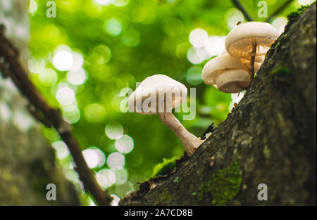 Porzellan (Oudemansiella mucida Pilze) auf einem Baumstamm in einem Wald. Stockfoto