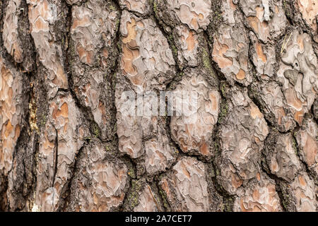 Textur von Pine Tree bark mit Rissen Stockfoto