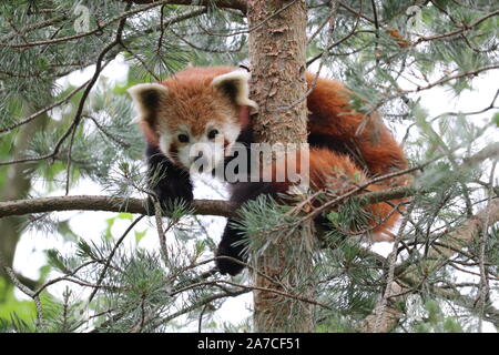 Männlich Roten Panda, Gawa, hoch oben im Baum (Ailurus fulgens) Stockfoto