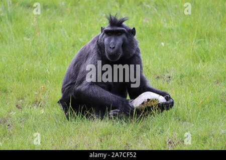 Männliche Sulawesi Crested Makaken, Tambo (Macaca nigra) Stockfoto