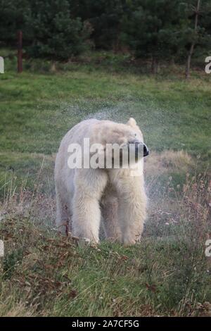 Männliche Eisbären, Pixel (Ursus maritimus) Stockfoto