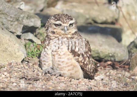 Männchen Graben Eule, Paulinho (Athene cunicularia) Stockfoto