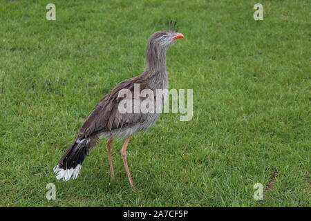 Männliche Red-Legged Seriema, Delta (Cariama cristata) Stockfoto