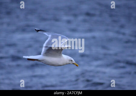 Sturmmöwe (Larus argentatus) an Channonry Punkt in den Moray Firth Schottland Großbritannien Stockfoto