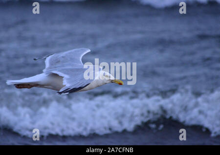 Sturmmöwe (Larus argentatus) an Channonry Punkt in den Moray Firth Schottland Großbritannien Stockfoto