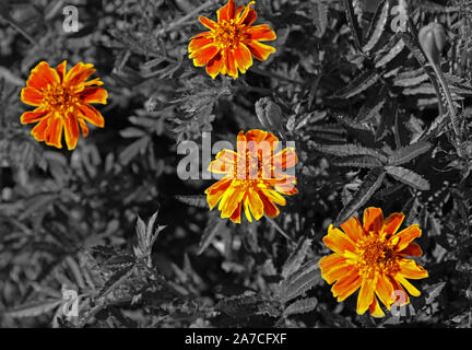 Tagetes erecta oder Aztec, afrikanische, mexikanische Ringelblume. Schöne orange Blumen in Blüte gefärbt. Stockfoto