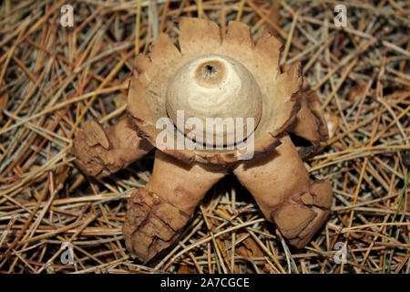 Mit Kragen Earthstar Geastrum triplex Stockfoto