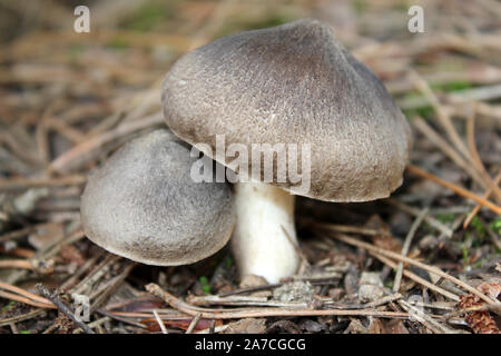 Graue Ritter Tricholoma terreum Stockfoto