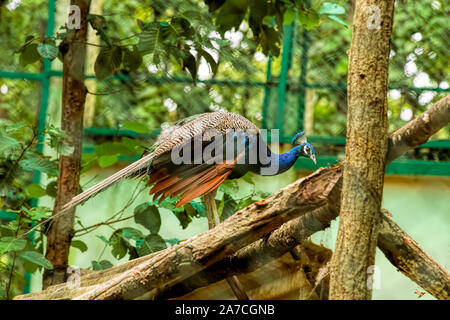 Indische, Nationalen, Vogel, Pfau, in Jhargram Zoo, West Bengal, Indien. Stockfoto