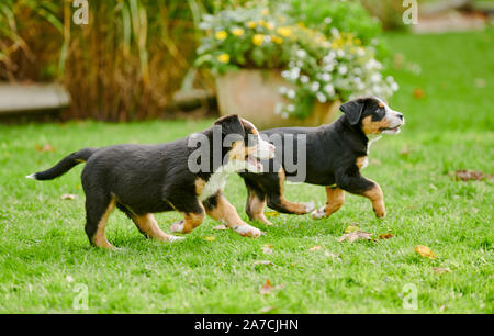 Zwei laufenden Welpen Große Schweizer Sennenhund Stockfoto