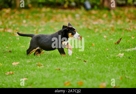 Rennender Welpe eines Grosser Schweizer Sennenhund | von Schweizer Sennenhund Welpen Stockfoto